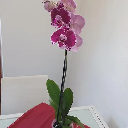Nikita Apartman
